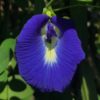 V014 Clitoria ternatea boisson fleur bleu naturelle originaire d'Asie Butterfly flower tea