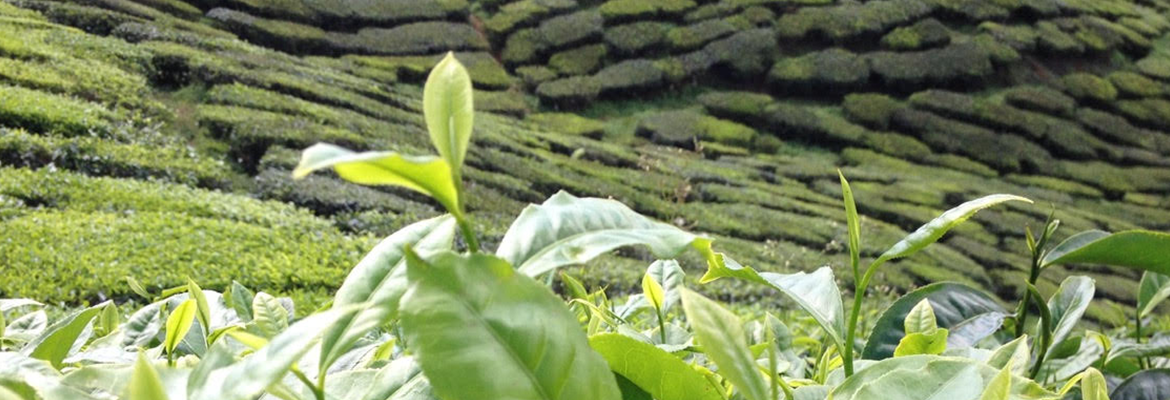 Plantation de thé en Malaisie Cameron Highlands
