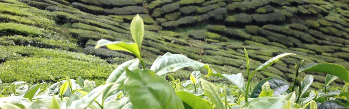 Plantation de thé en Malaisie Cameron Highlands