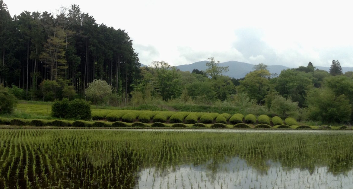 Plantation de thé Japon entre une forêt de bambous et une rizière