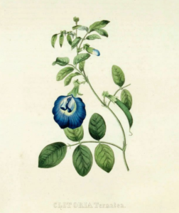 Clitoria Botanical