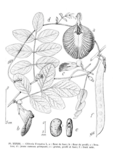 Clitoria Botanical