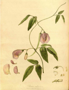 Clitoria Botanical